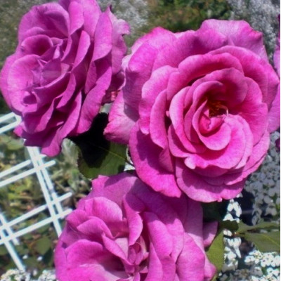 Роза флорибунда Дойче Велле