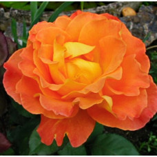 Роза флорибунда Реми Мартин