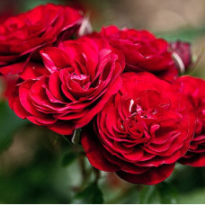 Роза флорибунда Лэвеглут