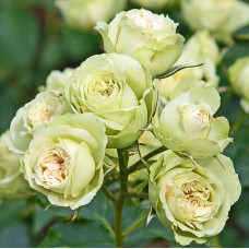 Роза Мейян флорибунда Лавли Грин 