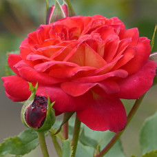 Роза флорибунда Мидсаммэ 