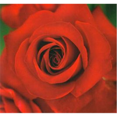 Роза Николло Паганини флор. IMPERIAL ROSE (Сербия)