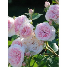 Роза Ордер флорибунда IMPERIAL ROSE (Сербия)