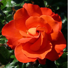 Роза флорибунда Ориндж Пассион