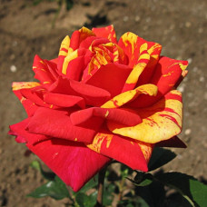 Роза флорибунда Пападжина