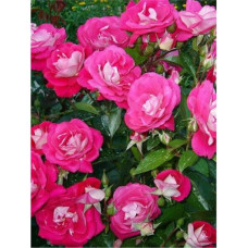 Роза Персис флорибунда IMPERIAL ROSE (Сербия)