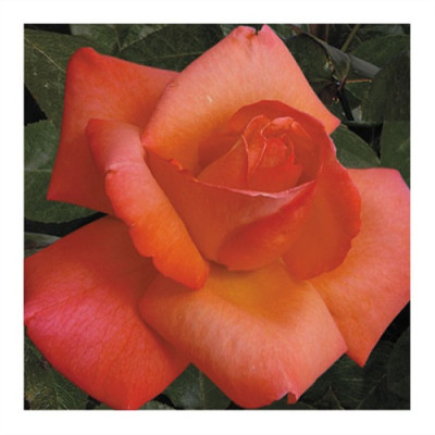 Роза Пигаль 85 флор. IMPERIAL ROSE (Сербия)