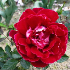 Роза Раффлс флорибунда Мистик Раффлс