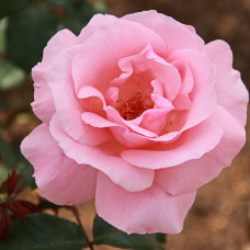 Роза флорибунда Квин оф Ингланд