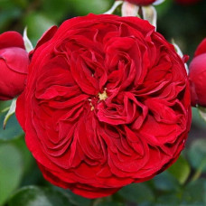 Роза Кордес флорибунда Роткепчен