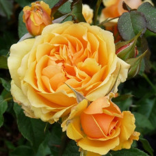 Роза Амбер Куин флорибунда IMPERIAL ROSE (Сербия)