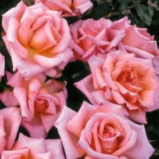 Роза Компашен флорибунда IMPERIAL ROSE (Сербия)