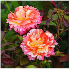 Роза флорибунда Фреска Византина