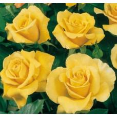 Роза Голдстар флорибунда IMPERIAL ROSE (Сербия)