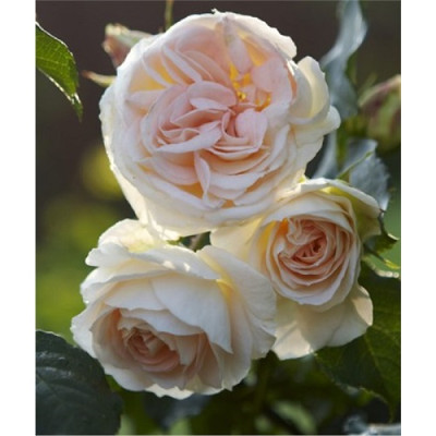 Роза Импресс флорибунда IMPERIAL ROSE (Сербия)