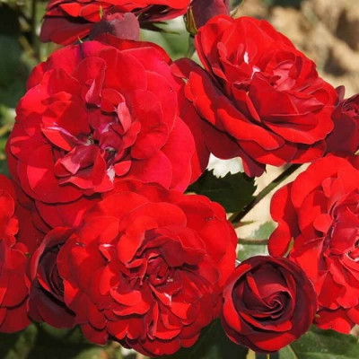 Роза Лаваглут флорибунда IMPERIAL ROSE (Сербия)