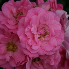 Роза Мираж флорибунда IMPERIAL ROSE (Сербия)