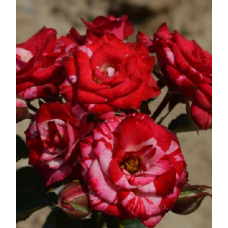 Роза Твайлайт флорибунда IMPERIAL ROSE (Сербия)