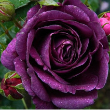 Роза флорибунда Минерва