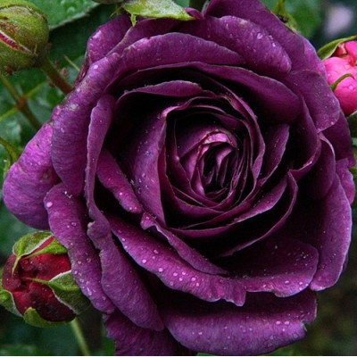 Роза флорибунда Минерва