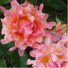 Роза Раффлс флорибунда Саммэ Раффлс 