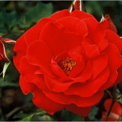 Роза флорибунда Сачмо