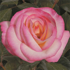 Роза Хэндэл плетистая IMPERIAL ROSE (Сербия)