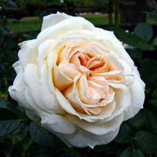 Роза плетистая Мон Жардэн э Ма Мэзон