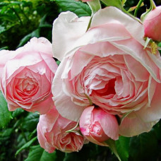 Роза плетистая Наэма