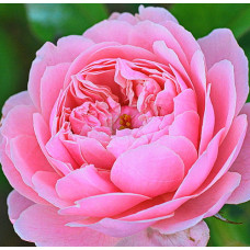 Роза английская парковая Алник Роуз