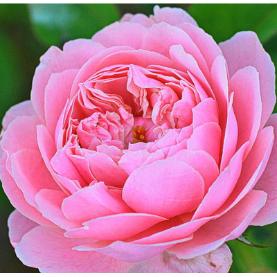 Роза английская парковая Алник Роуз