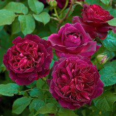 Роза английская парковая Фальстаф