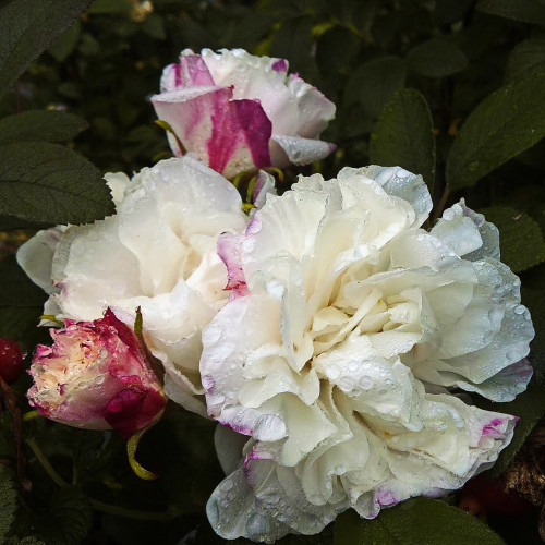 Роза канадская парковая Луиза Багнет купить в интернет-магазине Чистый Мир.