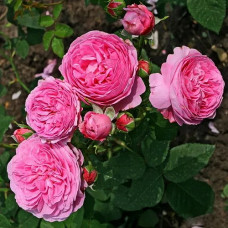 Роза парковая Луис Одьер