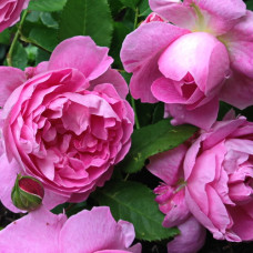 Роза английская парковая Мэри Роуз