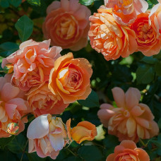 Роза английская парковая Пэт Остин