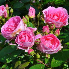 Роза канадская парковая Прайри Джой