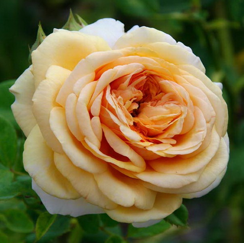 Роза английская чарльз остин фото и описание