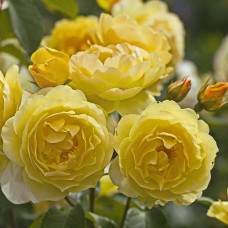 Роза английская парковая Шарлотта 