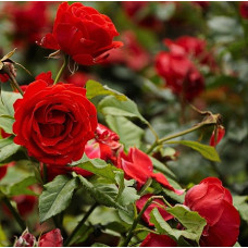 Роза парковая Флюоресцент