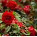 Роза парковая Флюоресцент
