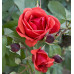 Роза канадская парковая Модэн Файрглоу
