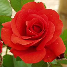 Роза канадская парковая Модэн Файрглоу