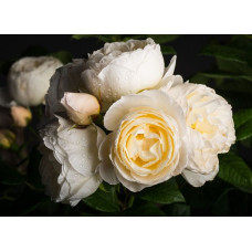 Роза парковая Балеринас Лэйс