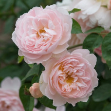 Роза парковая Джентл Фрешнесс