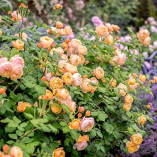 Роза парковая Пич Меднесс