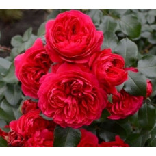 Роза парковая Ред Кинг