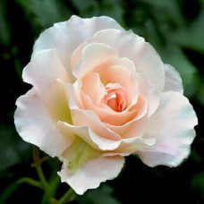 Роза парковая Рококо