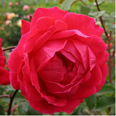 Роза канадская парковая Александр Макензи