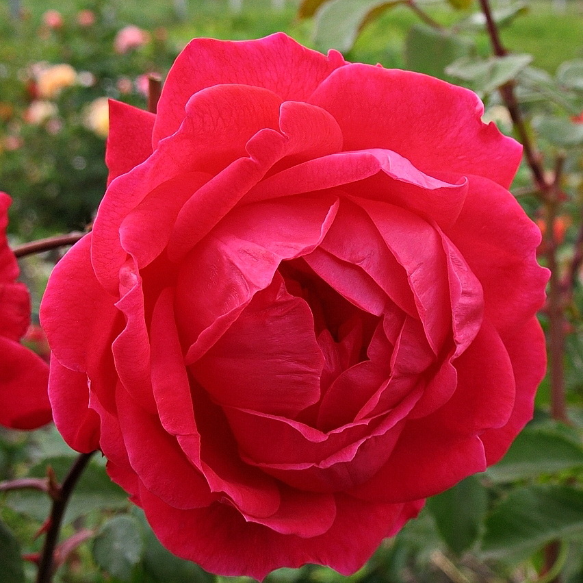 Роза александра фото описание